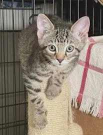 Kitten Buttons-The Brave Little Tiger image 3