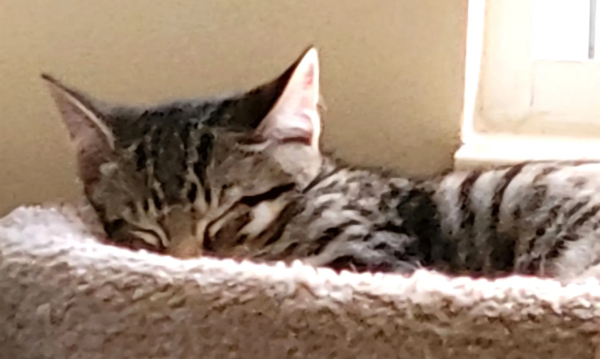 Kitten Buttons-The Brave Little Tiger image 4
