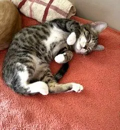 Kitten Charlie-The Precious Angel image 2