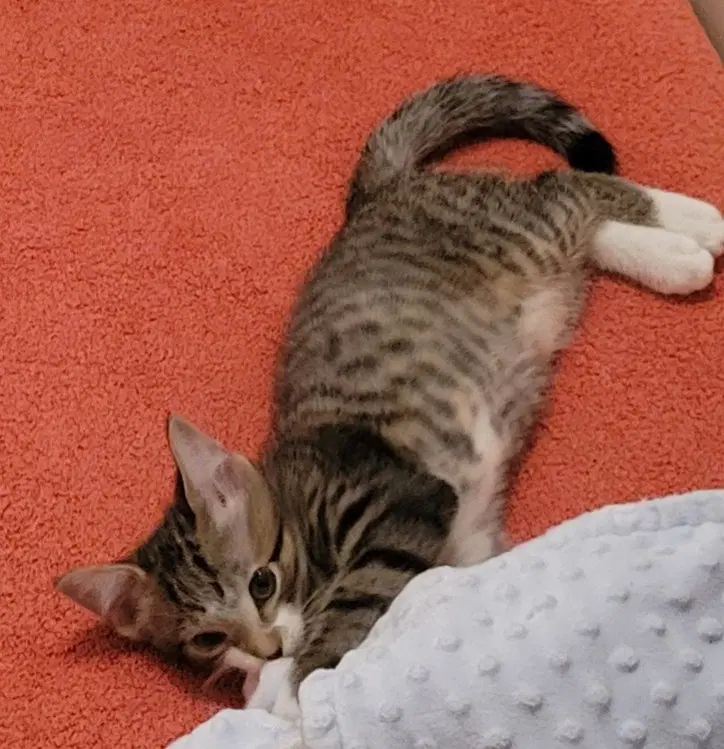 Kitten Charlie-The Precious Angel image 4