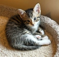 Kitten Charlie-The Precious Angel