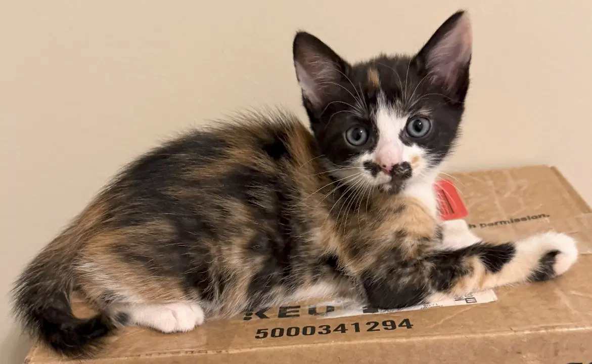 Kitten Dollie-The Coolest Cat - Calico