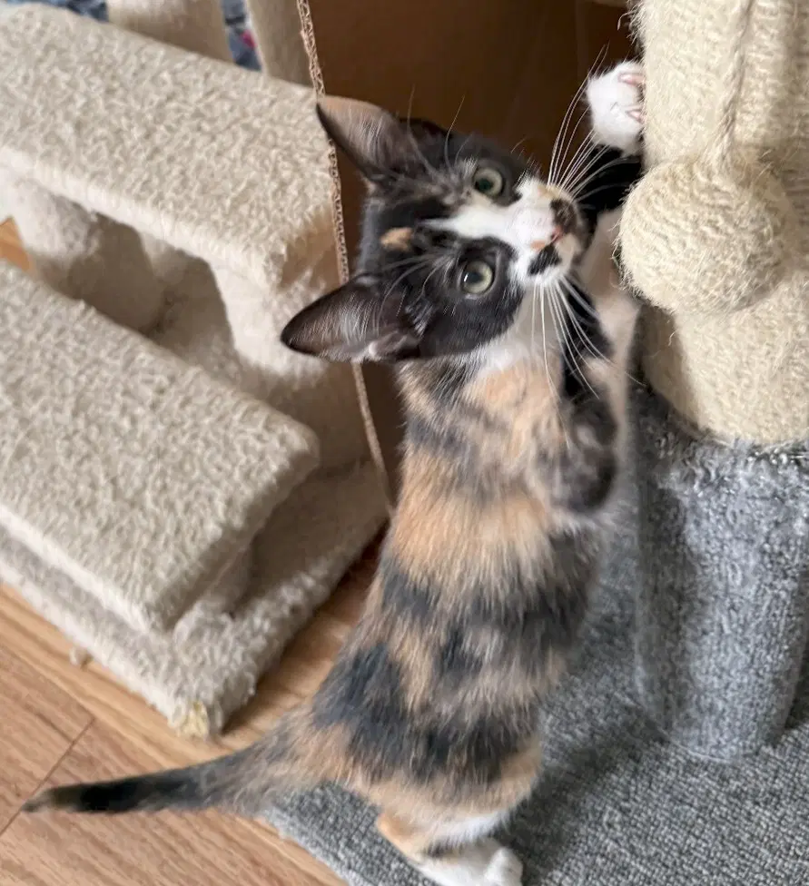 Kitten Dollie-The Coolest Cat image 2