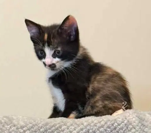 Kitten Dollie-The Coolest Cat image 4