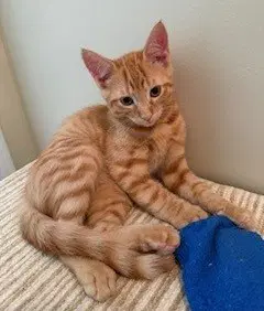 Kitten Mango-Leader Of The Pack - Tabby