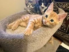 Kitten Mango-Leader Of The Pack image 2