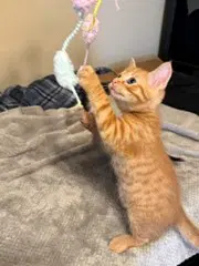 Kitten Mango-Leader Of The Pack image 3