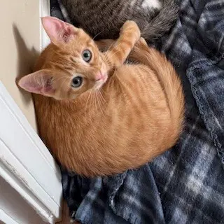 Kitten Mango-Leader Of The Pack image 4