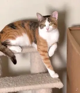 Kitty Missy-Gentle Calico image 2