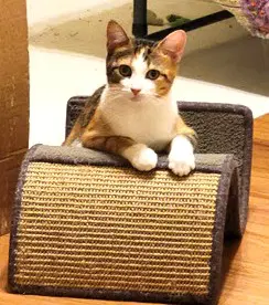 Kitty Missy-Gentle Calico - Calico