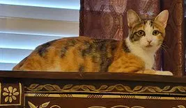 Kitty Missy-Gentle Calico image 3