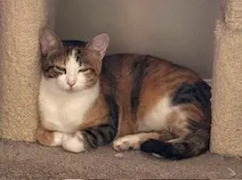 Kitty Missy-Gentle Calico image 4