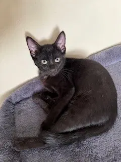 Kitten Ninja-Fearless Acrobat image 2