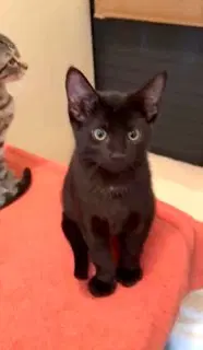 Kitten Ninja-Fearless Acrobat image 3