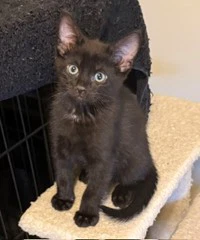 Kitten Ninja-Fearless Acrobat