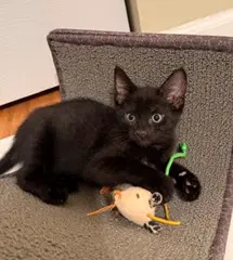 Kitten Ninja-Fearless Acrobat image 4