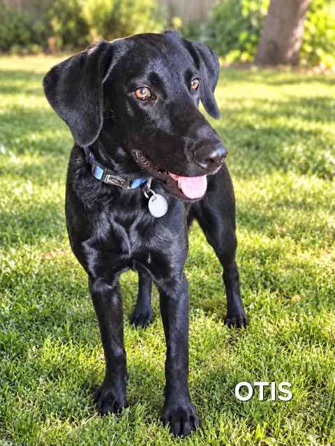 Puppy Otis - Labrador Retriever