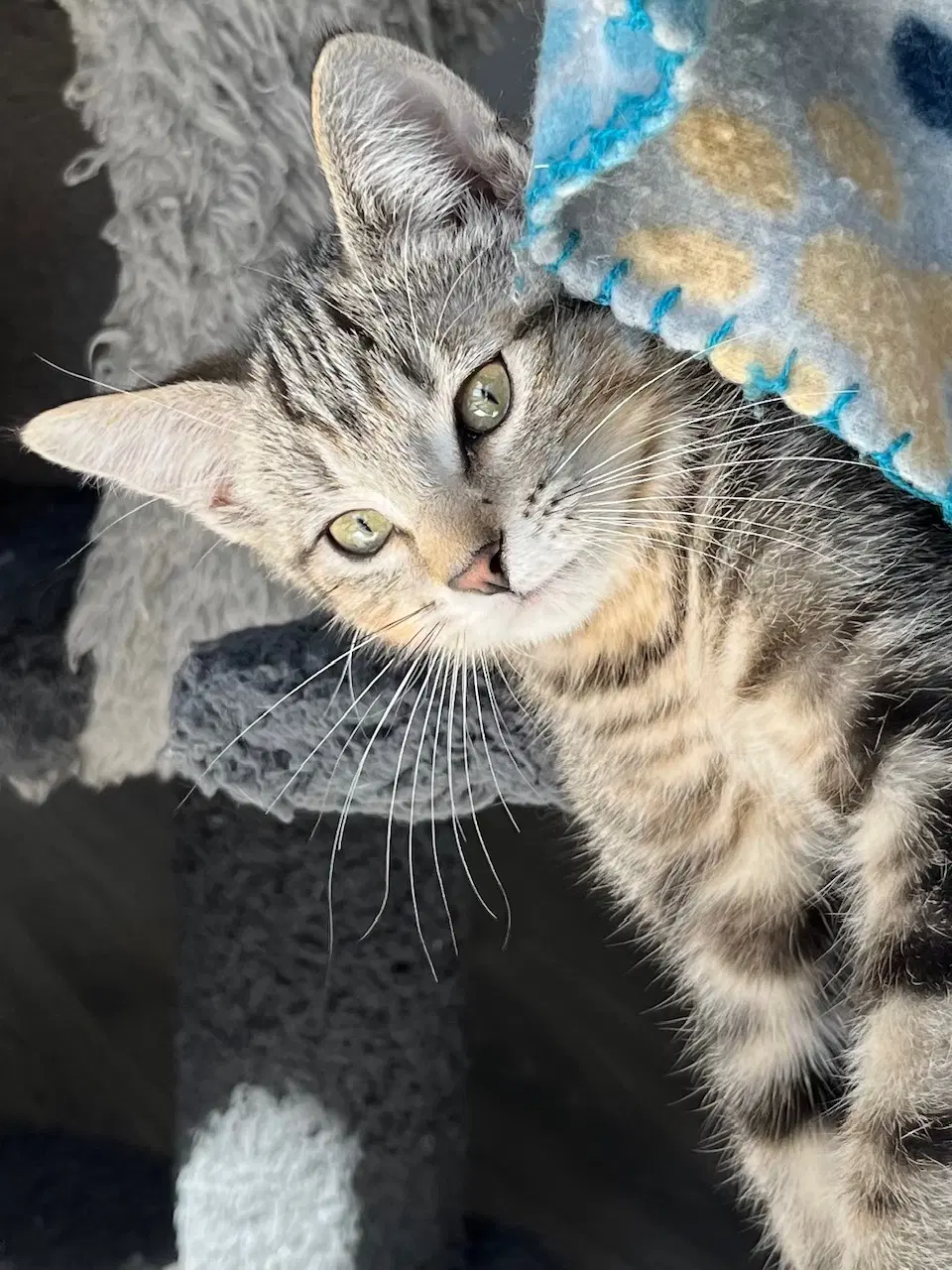 Kitten Rory image 2