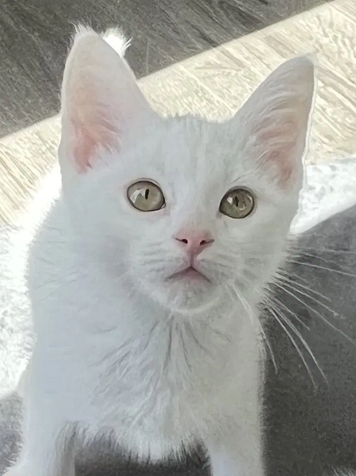 Kitten Boone - Domestic Short Hair
