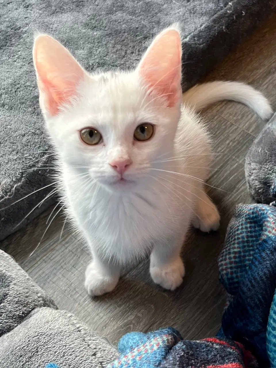 Kitten Boone image 3