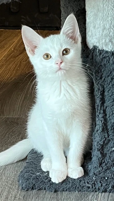 Kitten Skat-Te-Boo