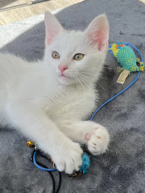 Kitten Skat-Te-Boo image 2