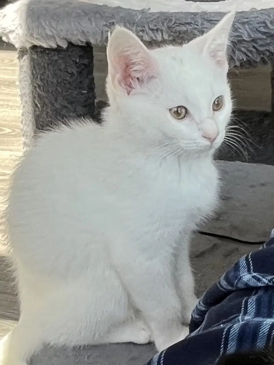 Kitten Skat-Te-Boo image 3