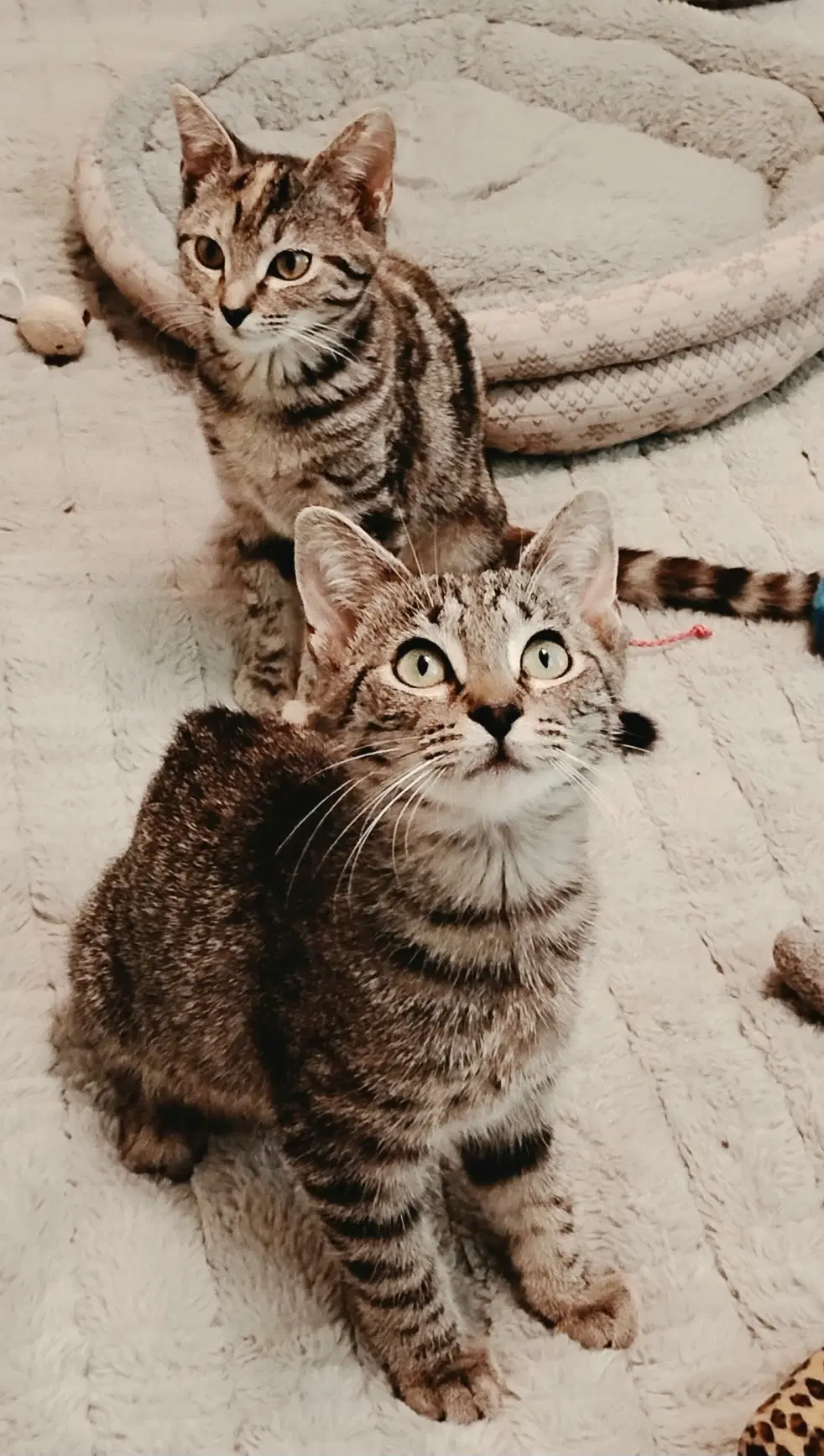Kittens Rayna  Claire Bear image 1