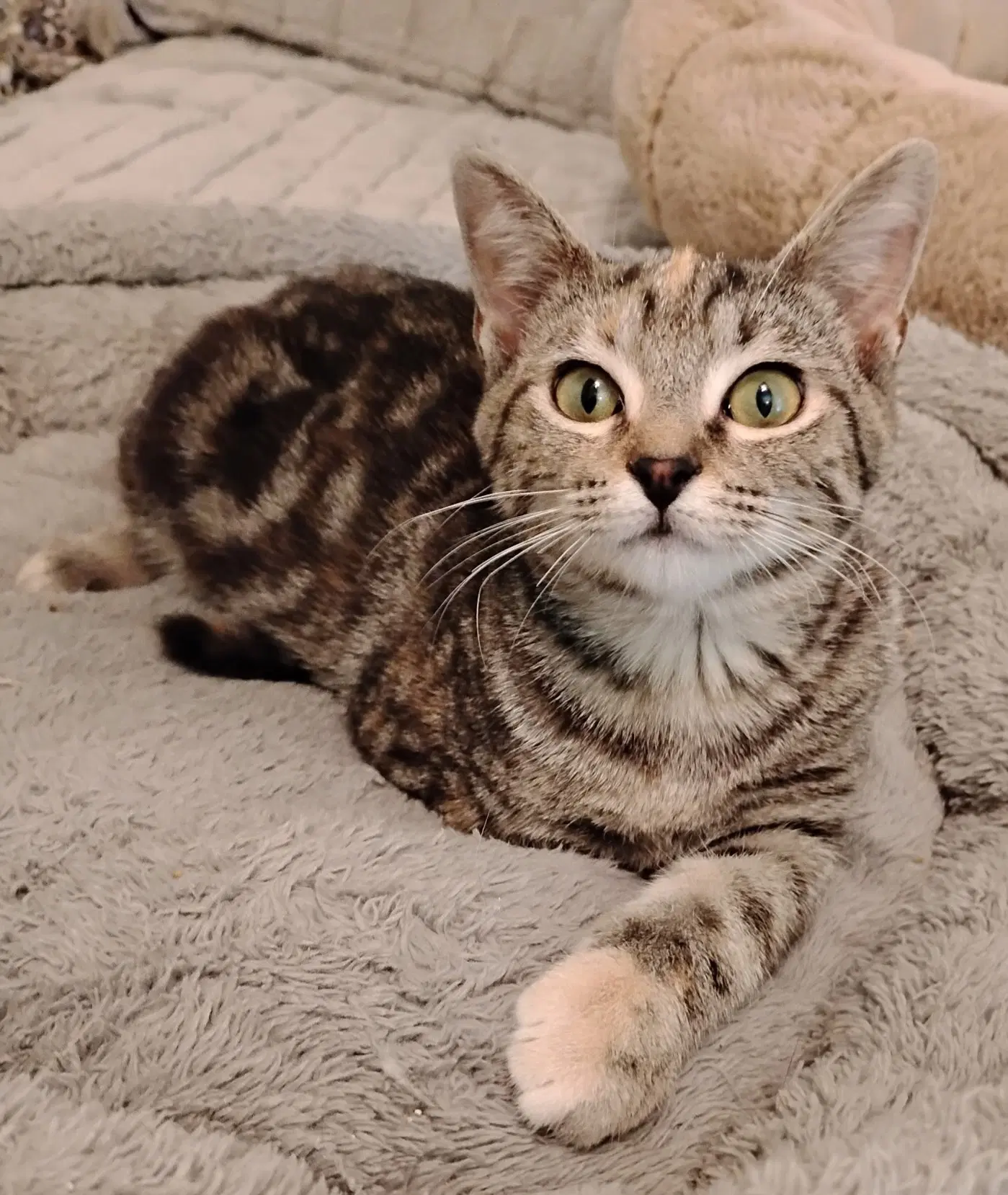 Kittens Rayna  Claire Bear image 3