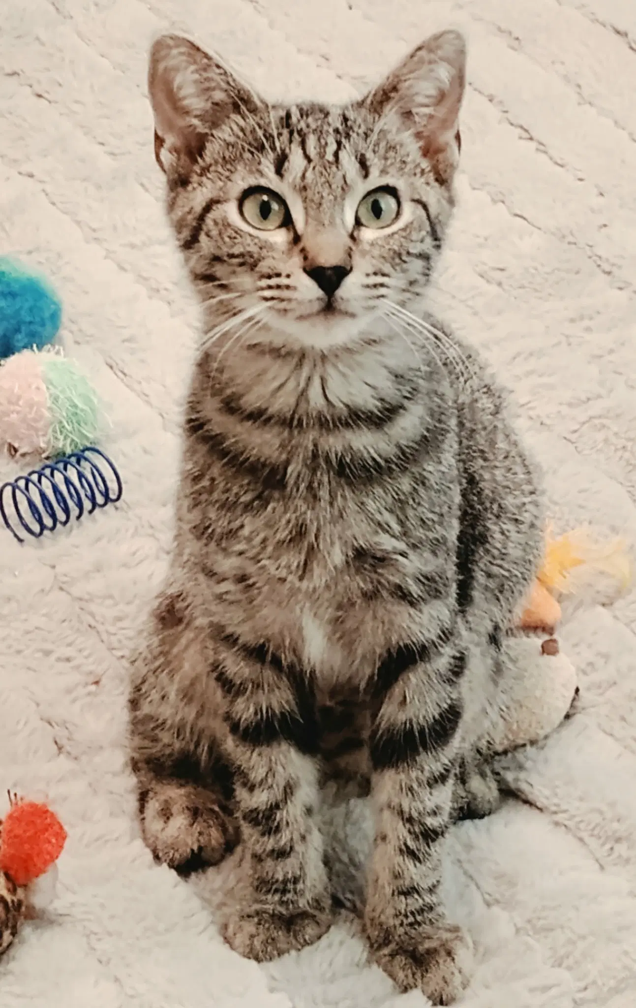 Kittens Rayna  Claire Bear image 4