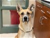adoptable Dog in rancho cucamonga, CA named BAILEY