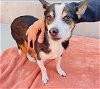 adoptable Dog in rancho cucamonga, CA named BUSTER
