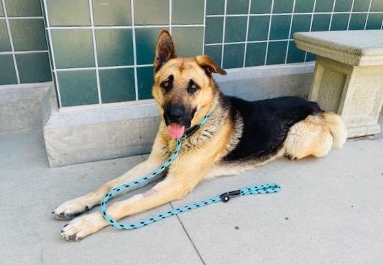 adoptable Dog in Rancho Cucamonga, CA named EDWARD
