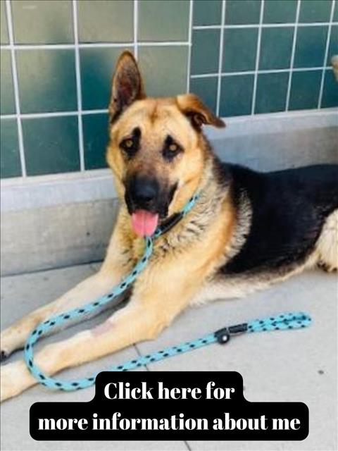 adoptable Dog in Rancho Cucamonga, CA named EDWARD