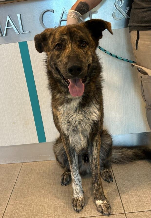 adoptable Dog in Rancho Cucamonga, CA named AUGGIE