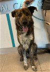 adoptable Dog in rancho cucamonga, CA named AUGGIE
