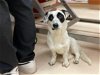 adoptable Dog in rancho cucamonga, CA named A767627