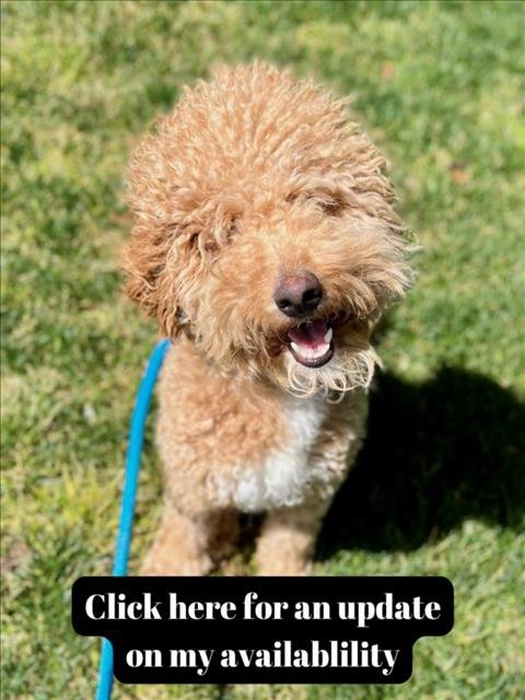 adoptable Dog in Rancho Cucamonga, CA named POPEYE
