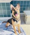 adoptable Dog in Rancho Cucamonga, CA named JACOB