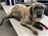 adoptable Dog in rancho cucamonga, CA named A767824