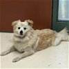 adoptable Dog in rancho cucamonga, CA named A767841