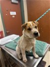 adoptable Dog in rancho cucamonga, CA named A767846