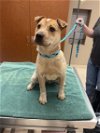 adoptable Dog in rancho cucamonga, CA named A767847