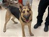adoptable Dog in rancho cucamonga, CA named A767893