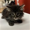 adoptable Cat in rancho cucamonga, CA named 19TH KIT 1