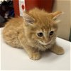 adoptable Cat in rancho cucamonga, CA named 19TH KIT 5