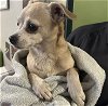 adoptable Dog in rancho cucamonga, CA named A767922