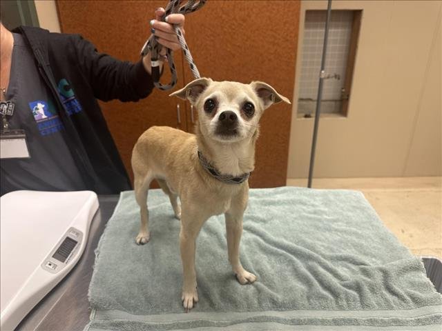 adoptable Dog in Rancho Cucamonga, CA named SANTIAGO