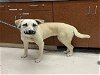 adoptable Dog in rancho cucamonga, CA named ALASKA