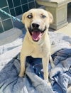 adoptable Dog in rancho cucamonga, CA named ALASKA